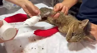 Yangından Yanan Kedinin Tedavisi Devam Ediyor