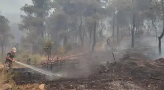 Sakarya ve Bilecik'te Orman Yangını Tesislere Zarar Verdi