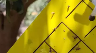 Salihli'de Zeytin Sineğine Karşı İlaçlama Uyarısı