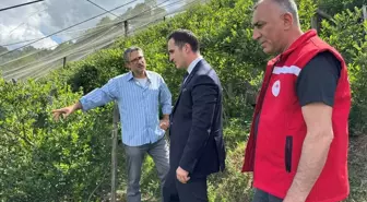 Samsun'da Yaban Mersini Bahçesi Kuruluyor