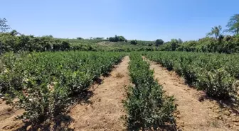 Fındığa Alternatif Olarak Aronya Üretimi Artıyor