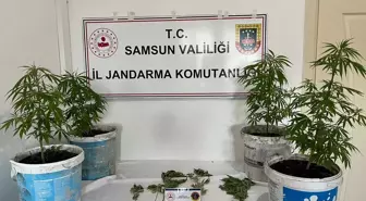 Samsun'da Uyuşturucu Operasyonu: 1 Gözaltı ve 9 Kök Kenevir