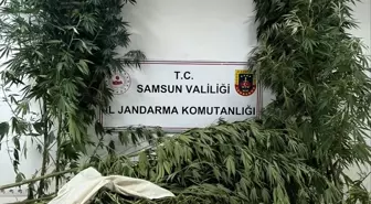 Samsun'da Uyuşturucu Operasyonu: 1 Kilo 354 Gram Esrar ve 9 Kök Kenevir Ele Geçirildi
