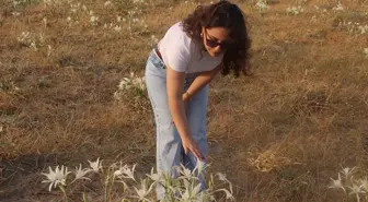 Alaçam'daki Kum Zambakları Göz Kamaştırıyor
