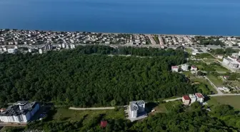 Samsun'un Subasar Ormanları: Doğa Harikası Çakırlar Korusu