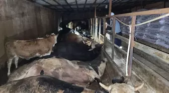 Samsun'da Elektrik Akımından 6 Büyükbaş Hayvan Telef Oldu