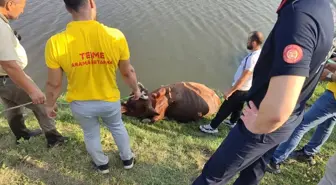 Samsun'da ırmağa düşen inek yapılan çalışmalarla kurtarıldı