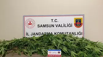 Samsun'da Kenevir Eken Şüpheli Gözaltına Alındı
