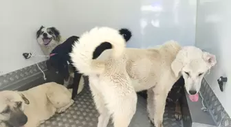 Samsun'da 37 Sahipsiz Köpek Toplandı