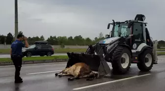 Samsun'da Zincirleme Trafik Kazasında 3 Yaralı ve 1 Büyükbaş Hayvan Telefi