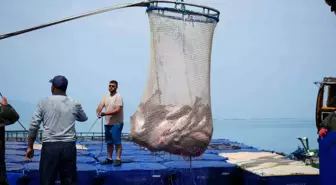 Samsun'da Türk Somonu Hasadı Başladı