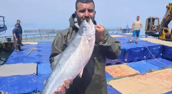 Samsun'da Türk Somonu Hasadı Başladı