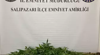 Samsun'da Hint Keneviri Operasyonu: 75 Kök Ele Geçirildi