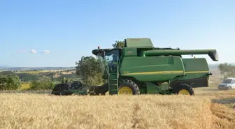 Havza'da Buğday Hasadı ve Rekolte Beklentisi