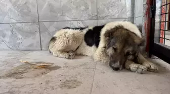 Ceylan Ertem'in Sahiplendiği Köpek Yeni Yuvasına Gidiyor