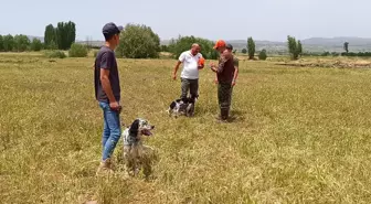 Sandıklı'da Fermalı Av Köpekleri Yarışması Düzenlendi