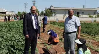 Şanlıurfa'da ata tohumları yeniden üretime kazandırılıyor