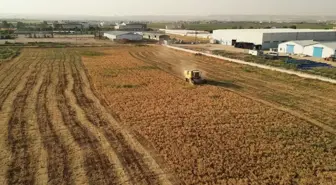 Şanlıurfa'da Nohut Hasadı İhtiyaç Sahiplerine Dağıtılıyor