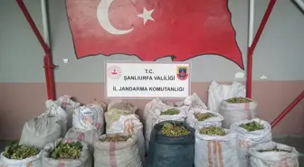 Ceylanpınar'da Antep Fıstığı Hırsızlığına 13 Gözaltı