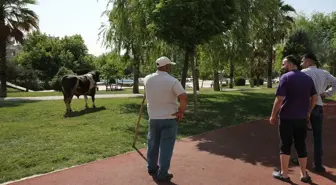 Kurbanlık Boğa Parkta Yakalandı