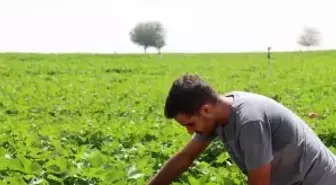 Şanlıurfa'da Sıcak Hava Pamuğu Olumlu Etkiliyor