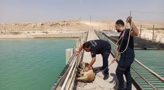 Sulama Kanalında Akıntıya Kapılan Köpek Kurtarıldı