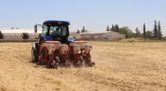 Şanlıurfa'da Doğrudan Anıza Mısır Ekim Projesi Başlatıldı