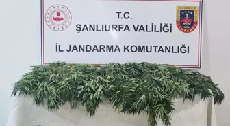 Şanlıurfa'da Uyuşturucu Operasyonu: 2 Gözaltı, 2 Bin 652 Hap Ele Geçirildi