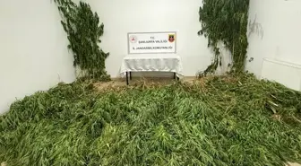 Birecik'te Narkotik Operasyonu: 2.5 Kilo Esrar ve 555 Kök Kenevir Ele Geçirildi