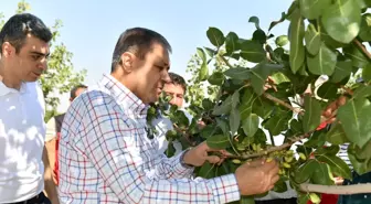 Şanlıurfa Valisi Fıstık Hasadına Katıldı