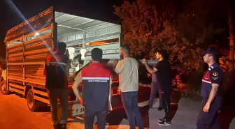 Yozgat'ta Şap Hastalığı Soruşturması: Besiciye 105 Bin Lira Ceza