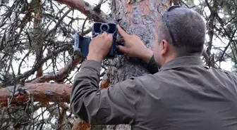 Kars'ın Sarıkamış Ormanlarında Bozayı ve Yaban Hayvanlarının Kaşınma Ağaçları Araştırılıyor