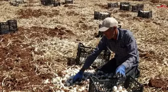 Gaziantep'in Araban Sarımsağı Hasadı Devam Ediyor