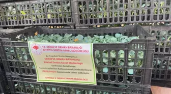 İstanbul'da Çiftçilere 112 Bin Fide Dağıtıldı