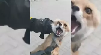 Tilki İtfaiye Ekipleri Tarafından Yakalandı ve Doğaya Salındı