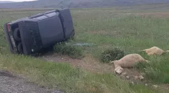 Koyun Sürüsüne Çarpan Otomobilde İki Yaralı