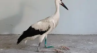 Yaralı Leylek Tedavi Altına Alındı