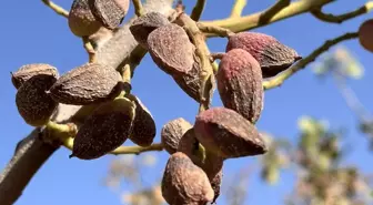 Siirt'te Fıstık Hasadı Kuraklık Nedeniyle Erken Başladı
