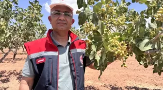 Siirt'te Fıstık Rekoltesi Belirleme Çalışmaları Başladı