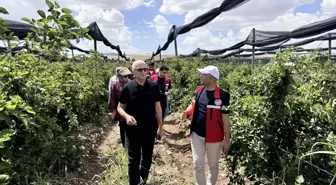 Siirt'te 34 Milyon Lira ile Sözleşmeli Böğürtlen Üretimi Başlatılıyor