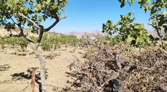 Siirt'te Fıstık Bahçeleri İçin Güvenlik Denetimleri Başladı