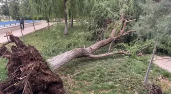 Siirt'te Kuvvetli Rüzgar Devrilen Ağacın Altında 2 Yaralı