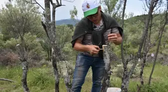 Sinop'ta 80 Bin Yabani Zeytin Ağacı Aşılanıyor