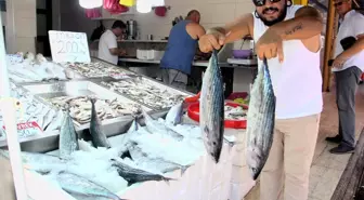 Sinop'ta Torik Bereketi: Balıkçılar 650 Kasa Torik Yakaladı