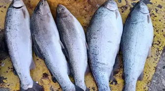 Sinop'ta Ani Deniz Soğuması Balık Bolluğu Getirdi