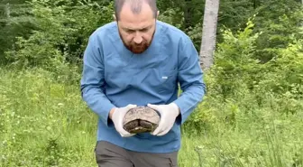Tedavi Edilen Kaplumbağa Doğaya Bırakıldı
