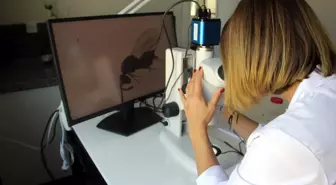 Sinop'ta Kestane Ormanlarına Gal Arısı Zararlısı ile Mücadele Devam Ediyor