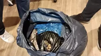 Sinop'ta Yabani Orkide Satışına İdari İşlem