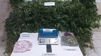 Sinop'ta Uyuşturucu Operasyonu: Bir Şüpheli Tutuklandı