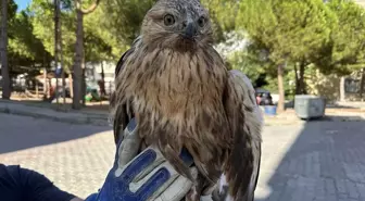 Yaralı Kızıl Şahin Tedavi İçin Yola Çıktı